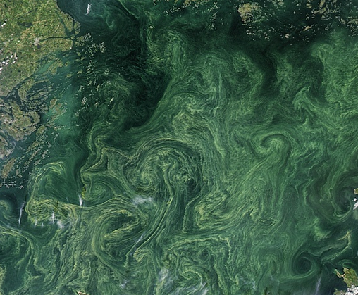 Cropped image of Baltic Sea Cyanobacteria captured by Aqua's MODIS instrument